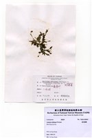 藏品(絨毛蕨藻)的圖片